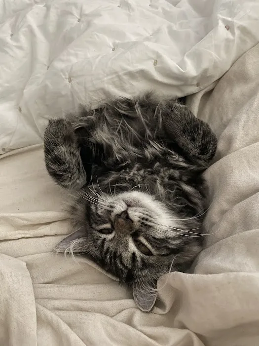 Kravchenko Siberian Cats Picture 5