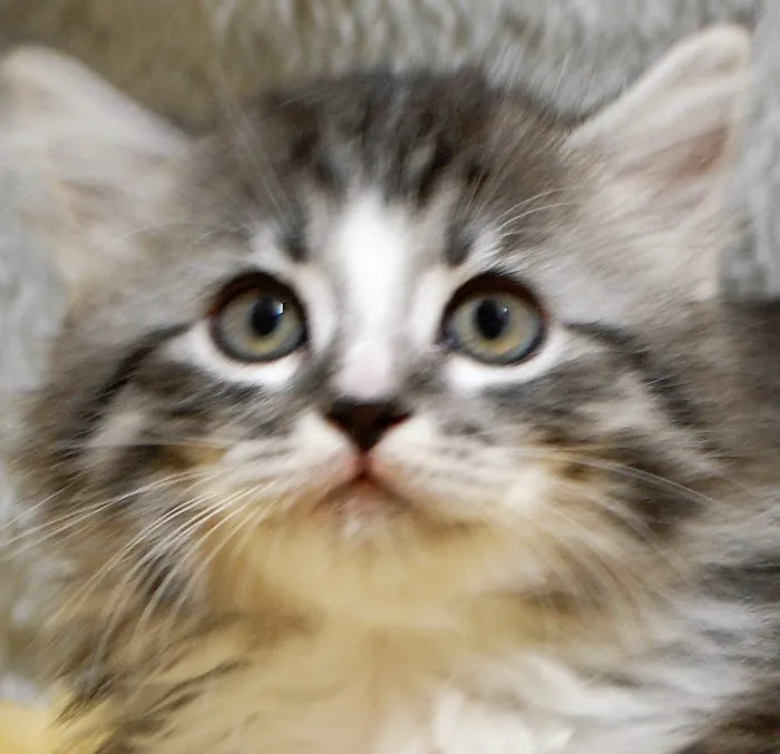 Kravchenko Siberian Cats Picture 8