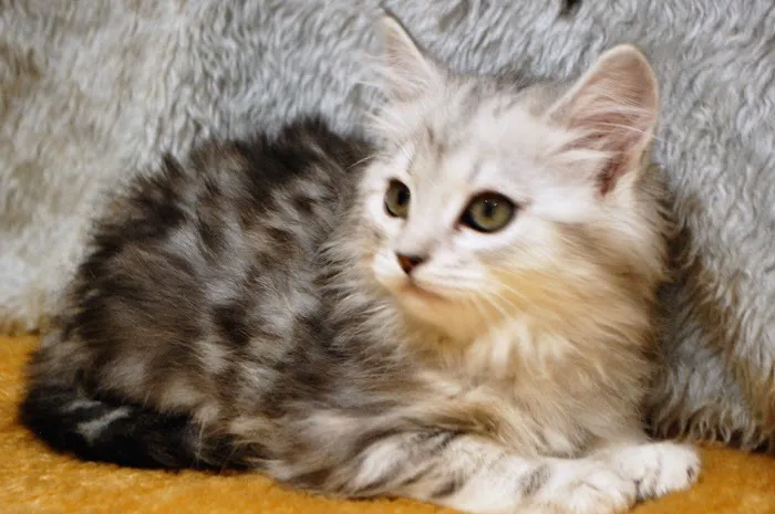 Kravchenko Siberian Cats Picture 9