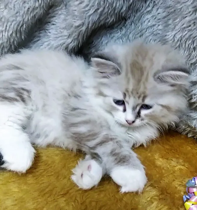 Kravchenko Siberian Cats Picture 6