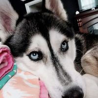 Stratford Animal Hospital ico