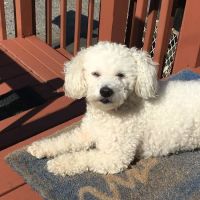 The Pet Hospital Of Stratford ico