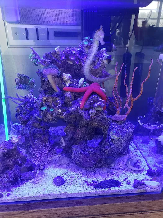 Bluewater Reef Aquatics, Inc. Picture 10