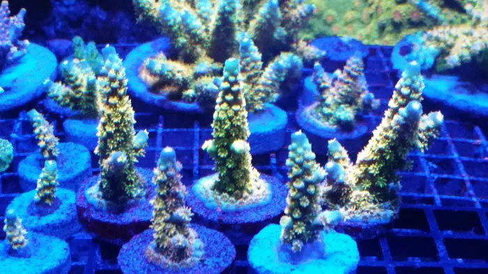 Bluewater Reef Aquatics, Inc. Picture 3