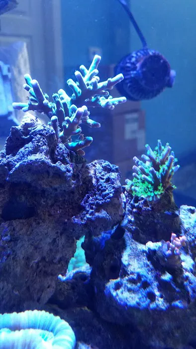 Bluewater Reef Aquatics, Inc. Picture 1