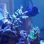 Bluewater Reef Aquatics, Inc.