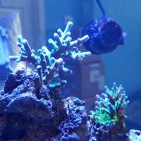 Bluewater Reef Aquatics, Inc. ico