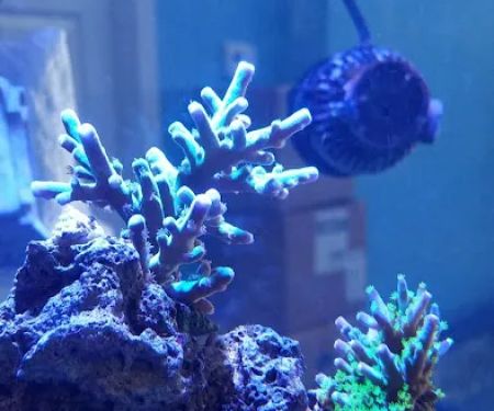 Bluewater Reef Aquatics, Inc.