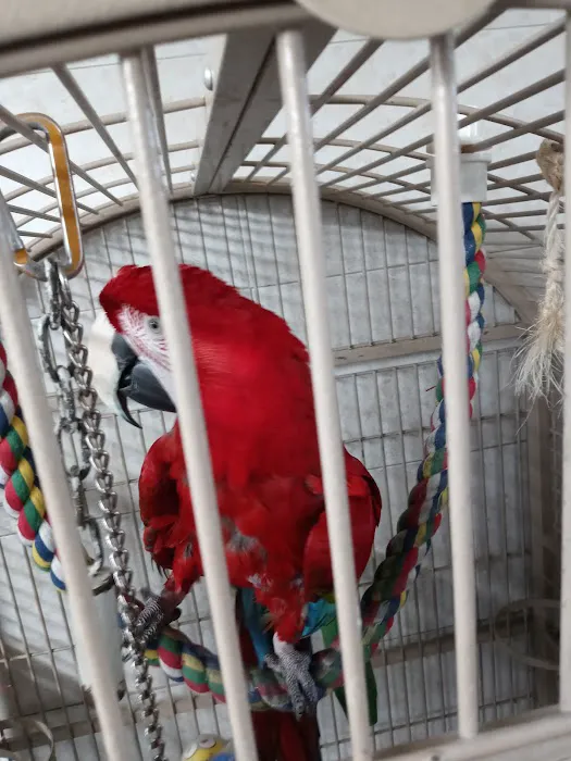 Amazon Jungle Exotic Pets & Resource Center Picture 10