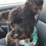 Veterinary Associates of Westville