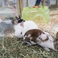 Pet Supermarket ico