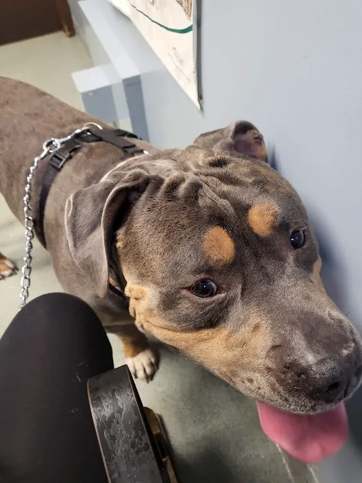 Elm Veterinary Clinic Picture 1