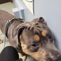 Elm Veterinary Clinic ico