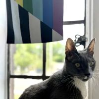 Spring Glen Veterinary Clinic ico