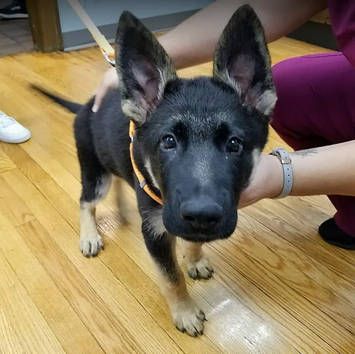 Spring Glen Veterinary Clinic Picture 9