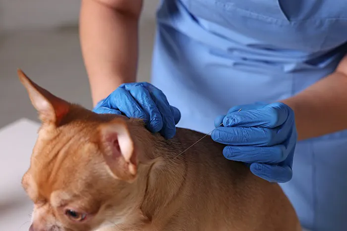 Central Hospital For Veterinary Medicine Picture 6