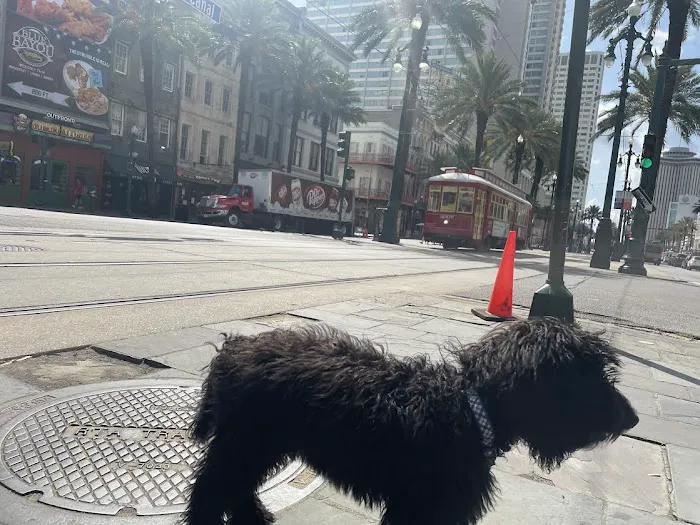Geaux Fetch Picture 1
