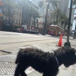 Geaux Fetch