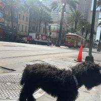 Geaux Fetch ico