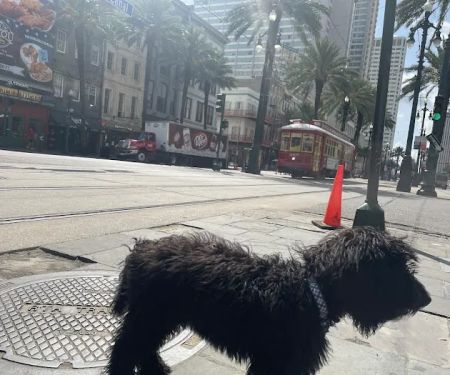 Geaux Fetch