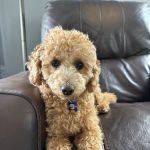 Ridgehill Animal Hospital