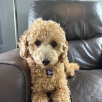 Ridgehill Animal Hospital ico