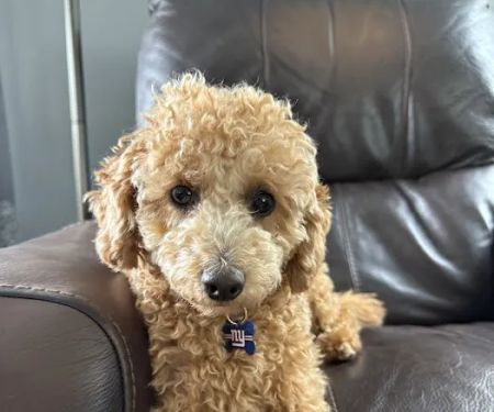 Ridgehill Animal Hospital
