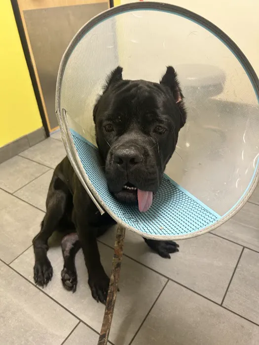 Banfield Pet Hospital Picture 4