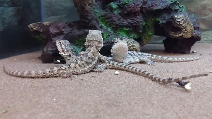 Petco Picture 2