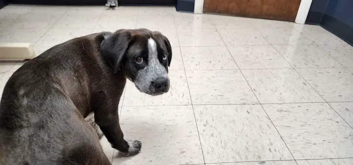 North Haven Animal Hospital Picture 2