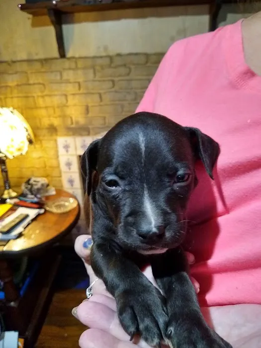 North Haven Animal Hospital Picture 6