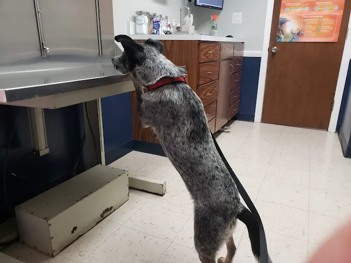 North Haven Animal Hospital Picture 9