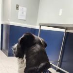 North Haven Animal Hospital