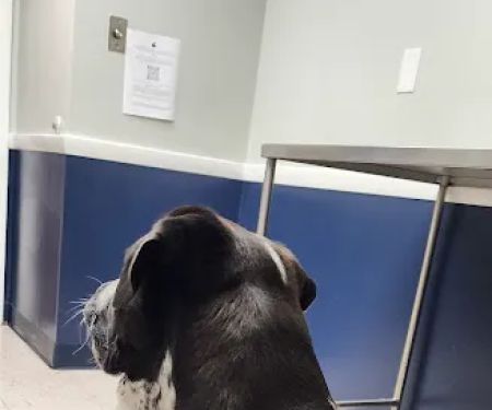 North Haven Animal Hospital