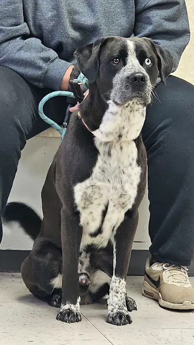 North Haven Animal Hospital Picture 7