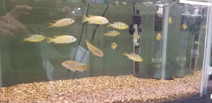 J & F Aquatics Exotics Picture 4