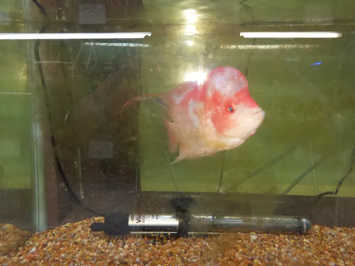 J & F Aquatics Exotics Picture 10
