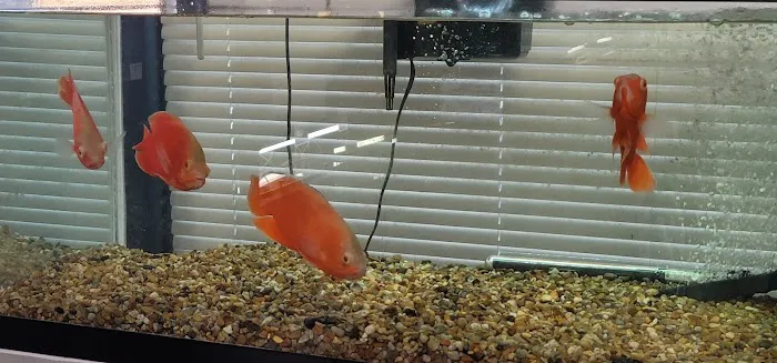 J & F Aquatics Exotics Picture 1