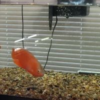 J & F Aquatics Exotics ico