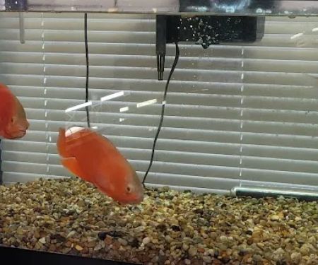 J & F Aquatics Exotics