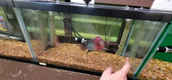 J & F Aquatics Exotics Picture 3