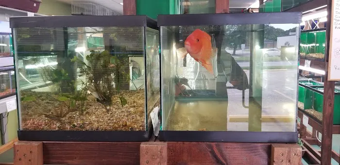 J & F Aquatics Exotics Picture 5