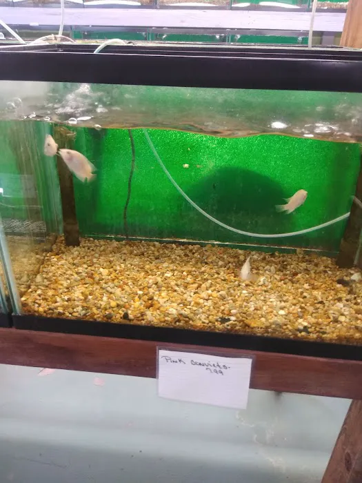J & F Aquatics Exotics Picture 7