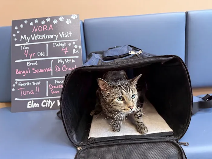 Elm City Vet Picture 7