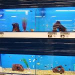 Petco
