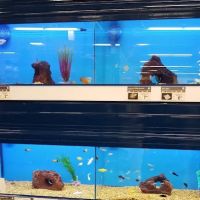Petco ico