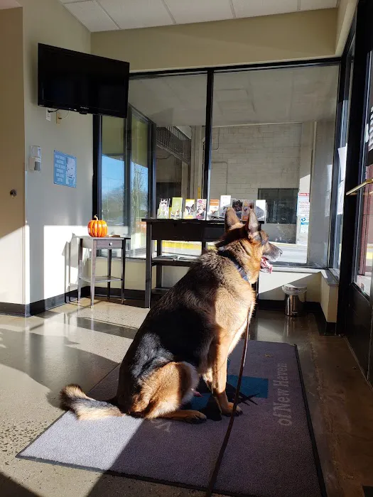 Veterinary Wellness Center of New Haven Picture 10