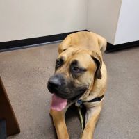 Veterinary Wellness Center of New Haven ico