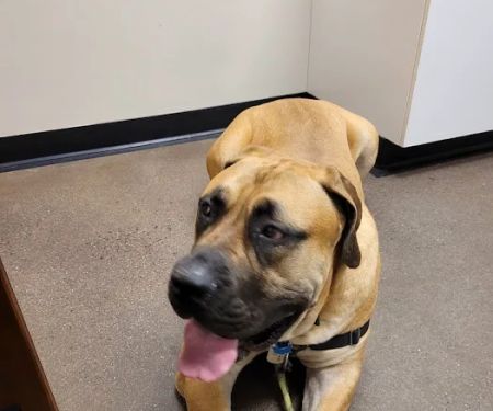 Veterinary Wellness Center of New Haven