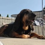 West Haven Animal Clinic